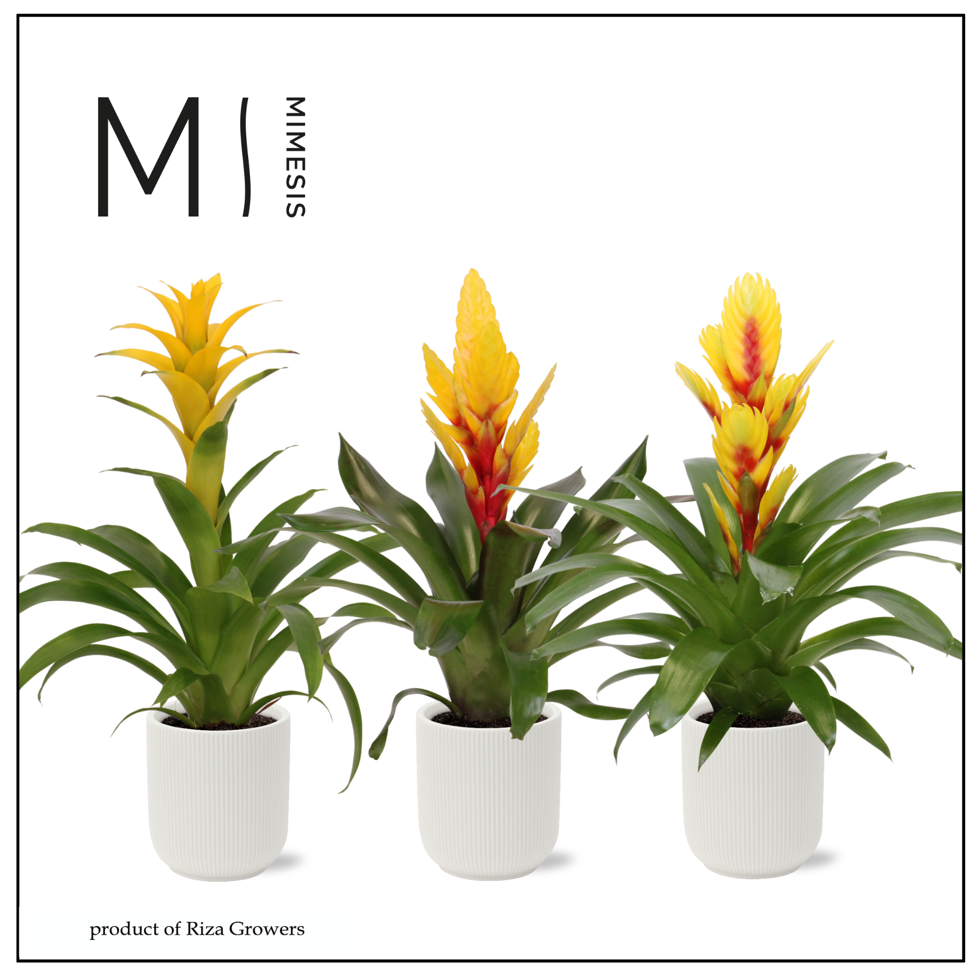 Bromelia Easter - 12cm in Atlanta White | Mimesis, D 12