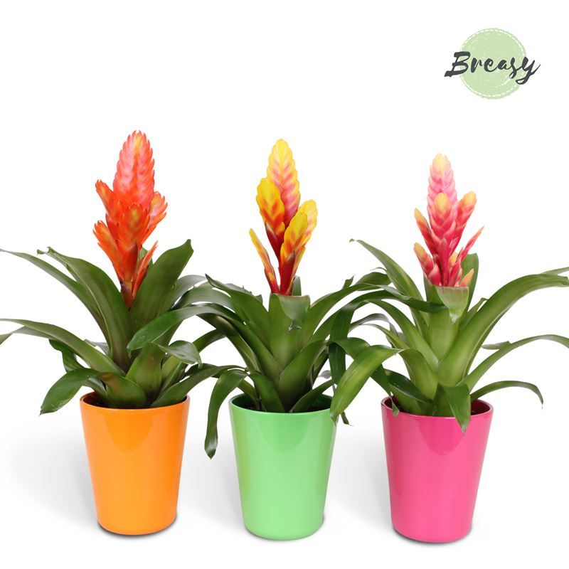 Vriesea Happy - 12cm in Florence | Mimesis, D 12