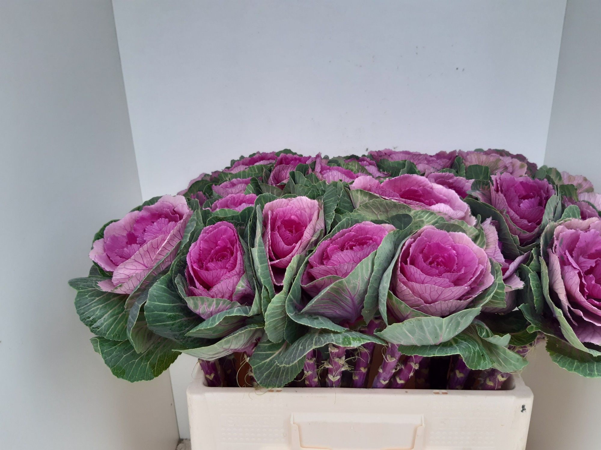 Брассика Рэд Крэйн 60, шт.