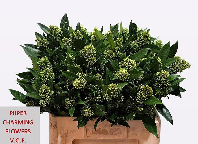 Скимия Кью Грин за пучок 50 (зел.), пуч.