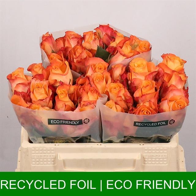 Роза од. Монализа+ 30, шт.