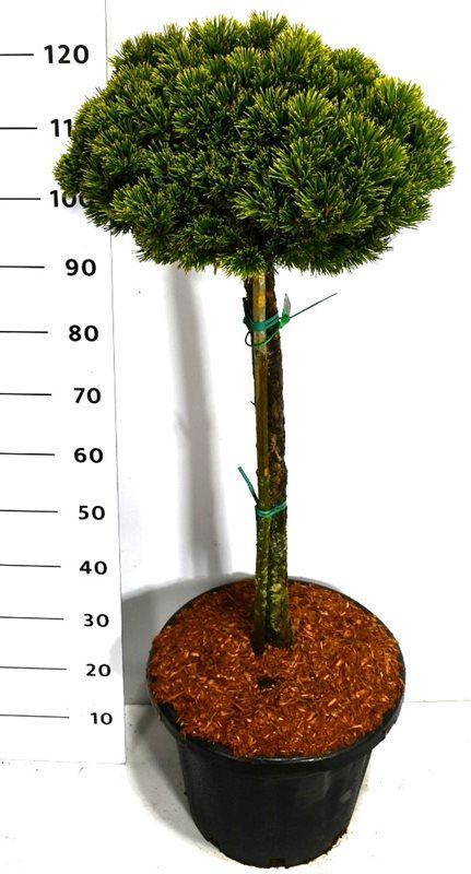Pinus mugo 'Sherwood Compact', D 40