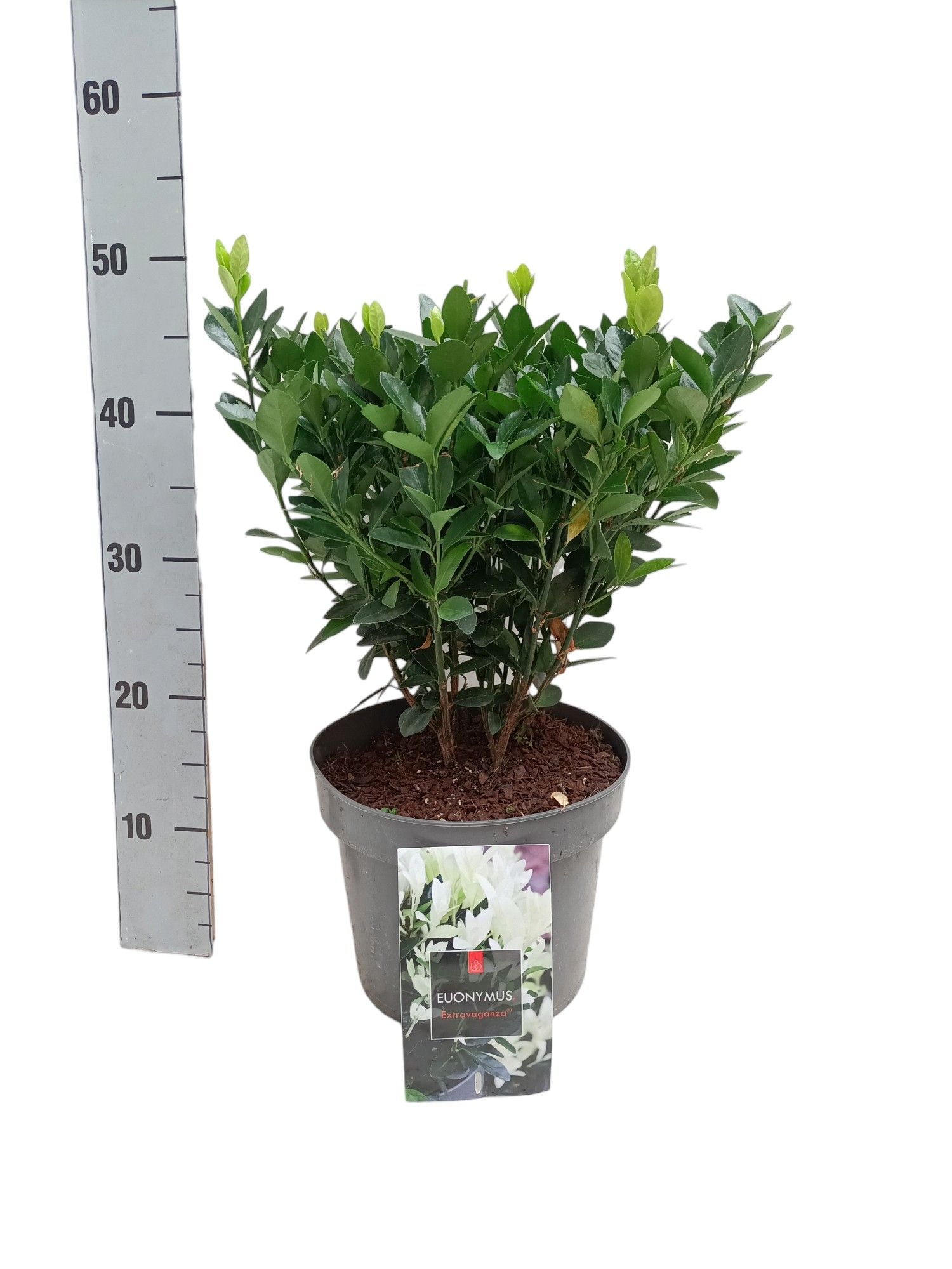 Euonymus japonicus 'Extravaganza' C5, D 23