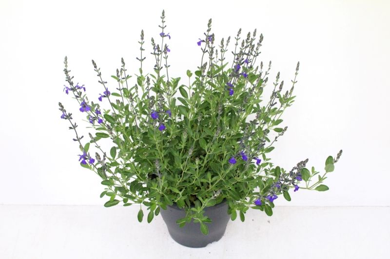 Salvia greggii Blue Note, D 23