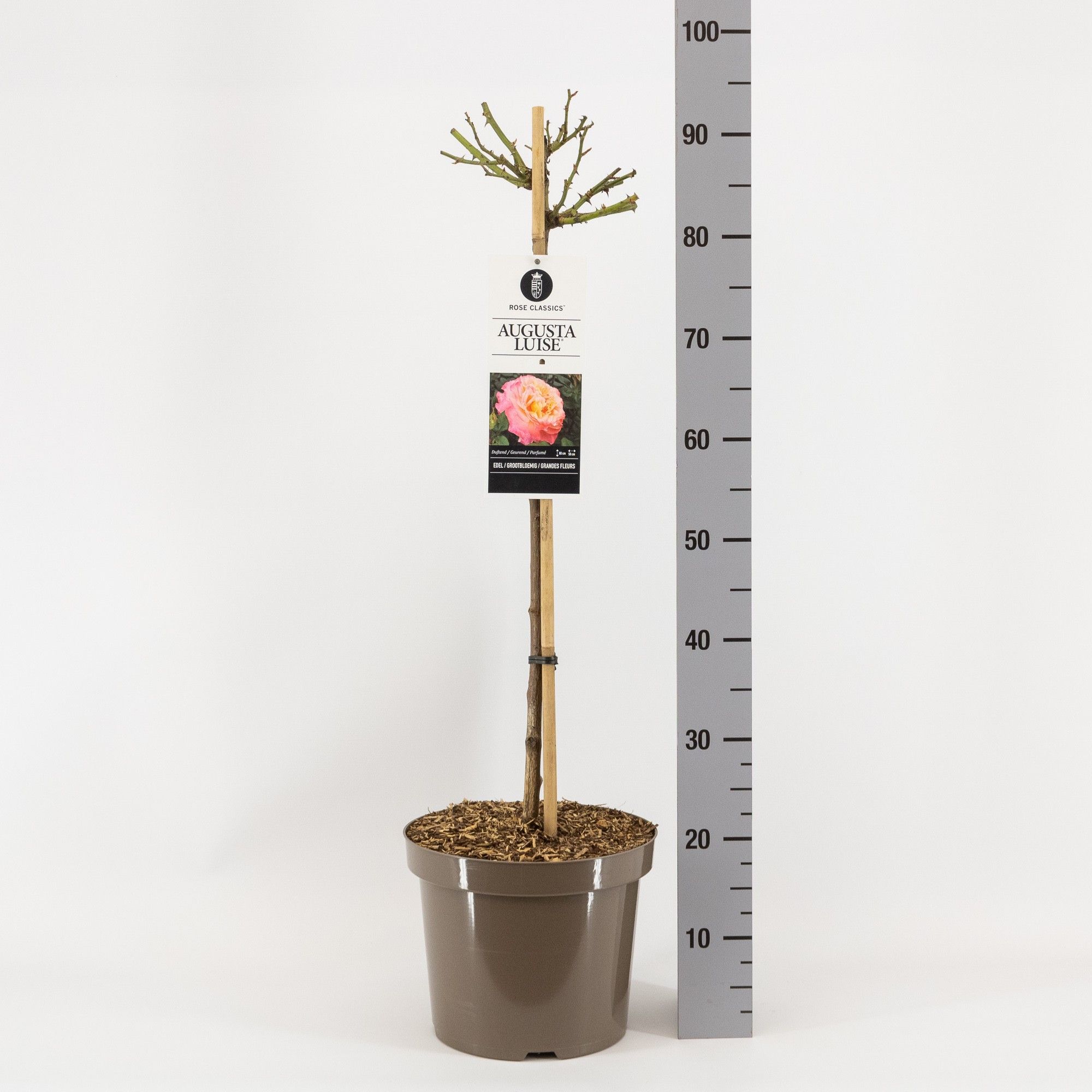 Rosa (TH) Augusta Luise ®, stam 70, C7.5, D 26