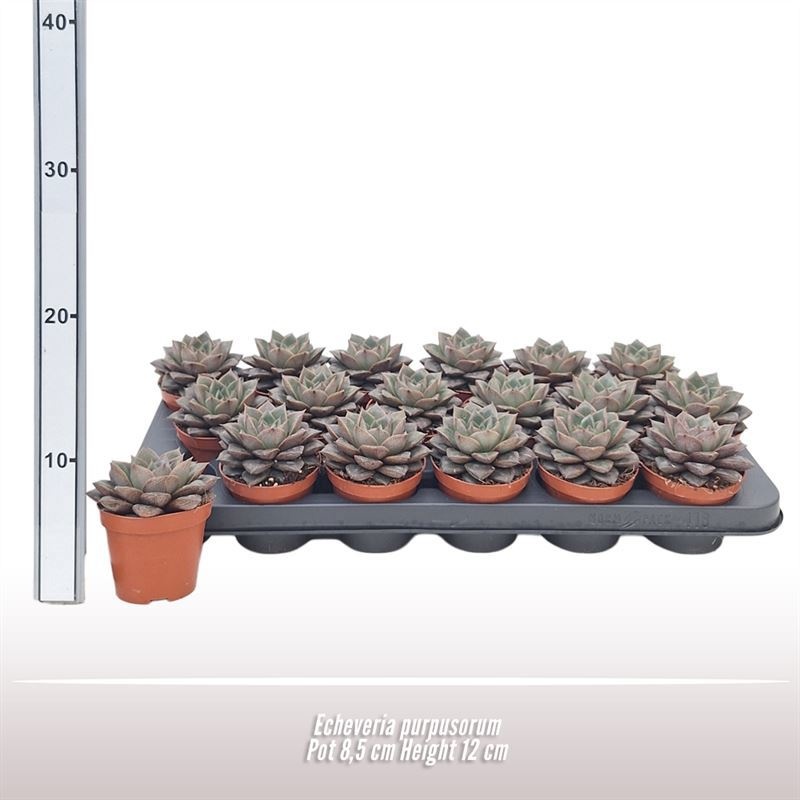 Echeveria purpusorum, D 8,5