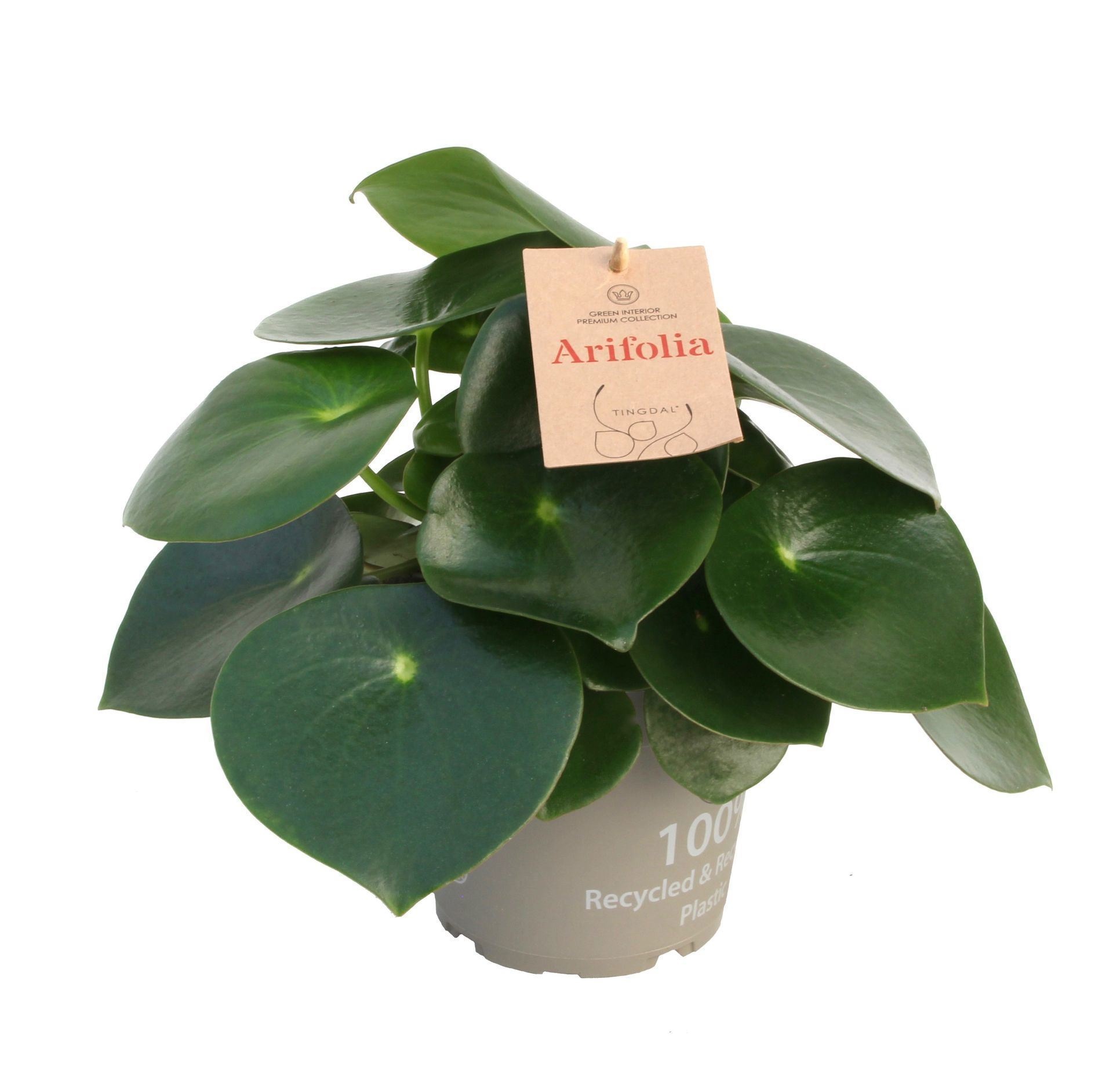 Peperomia Arifolia 14 cm, D 14