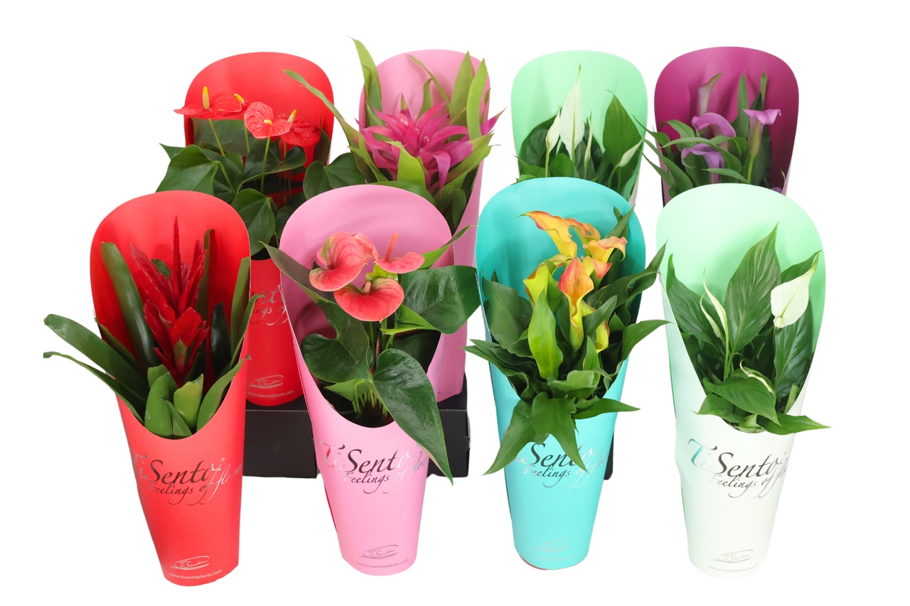 Bloeimix 12cm | Specially cadeaucover, D 12