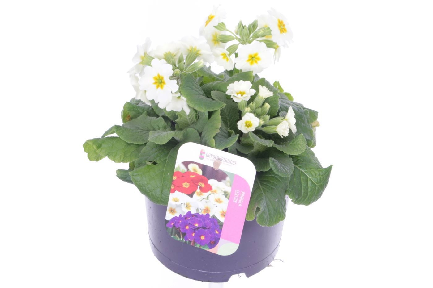 Primula elatior Veristar Late White, D 17
