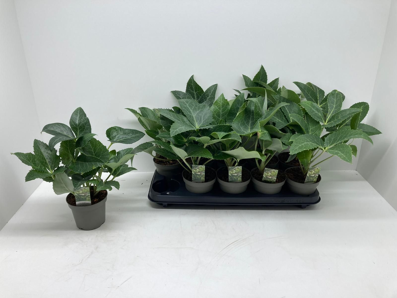 Helleborus sternii 'Wilgenbroek', D 12 cm