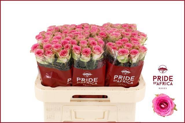 Роза од. Таймс Сквер 60, шт.