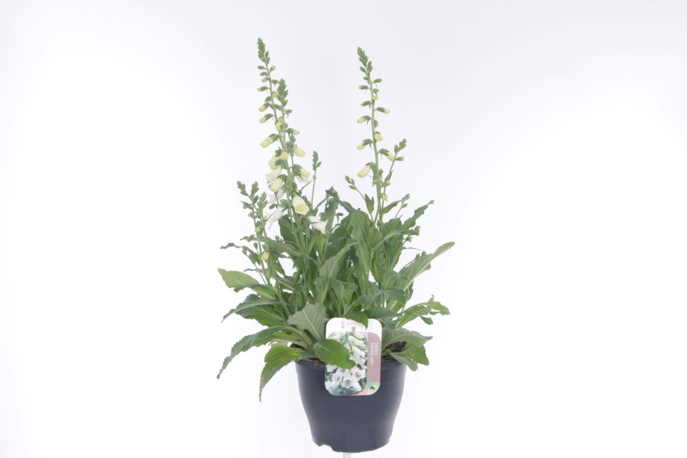 Digitalis purpurea William White, D 23