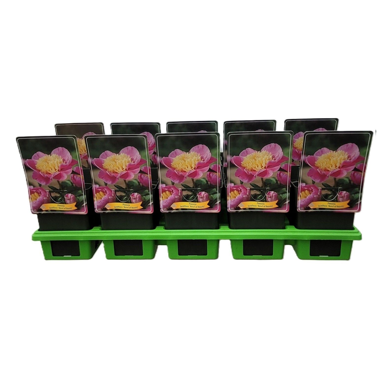 Paeonia Lactiflora 'Bowl of Beauty' P11, D 11