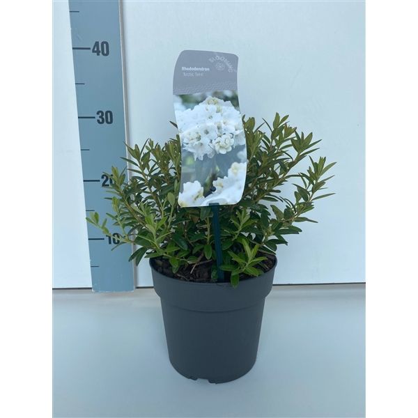 Rhododendron 'Arctic Tern', D 17
