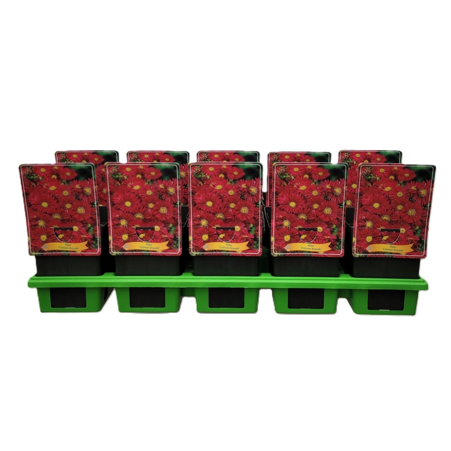 Aster Dumosus 'Crimson Broccade' P11, D 11 cm