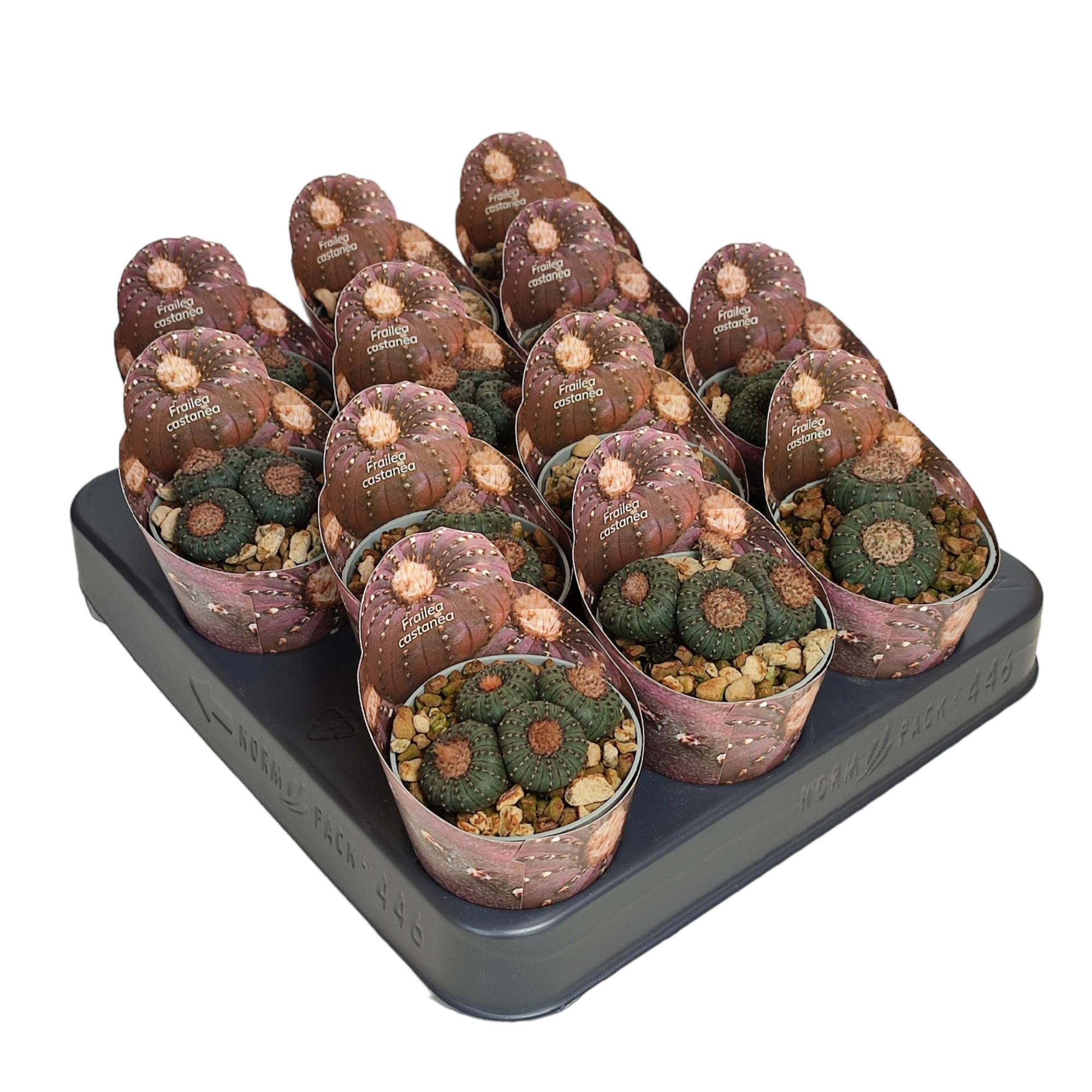 FRAILEA CASTANEA - POT Ø 6,5 SHAPED POT COVER (CACTUS), D 6,5