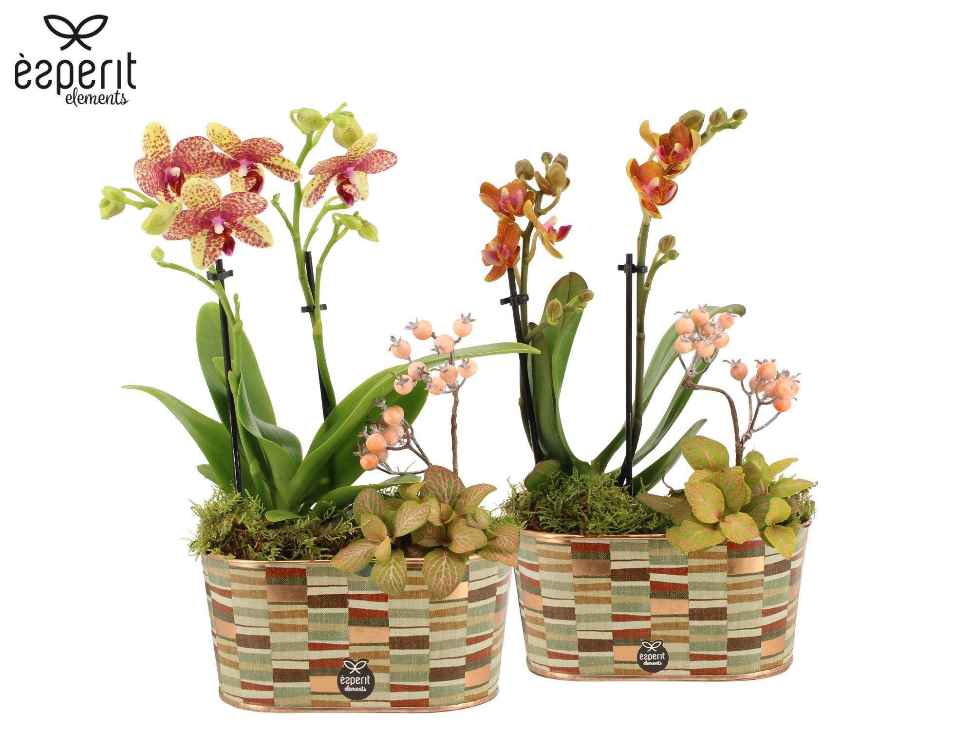 41797: Recreate arrangement, D 20