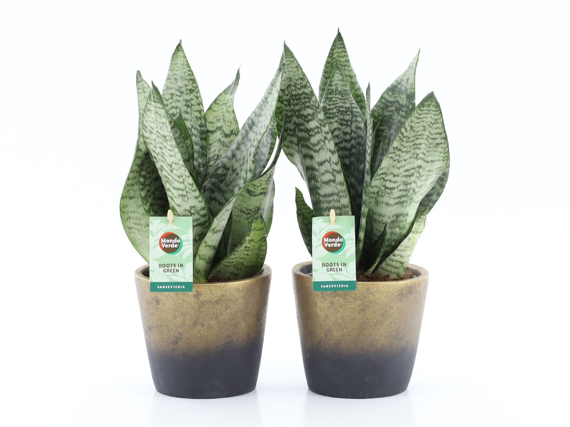 Sansevieria Black Coral in Lunar keramiek, D 13