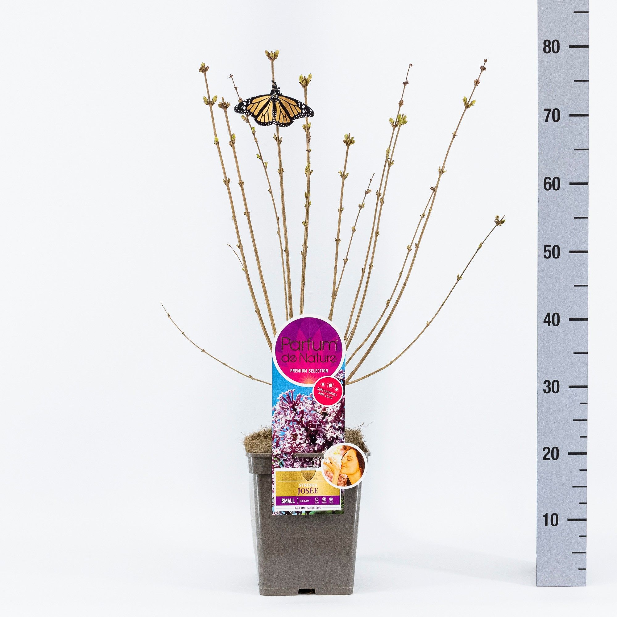 Syringa Josée, 'Premium Selection', C5, D 23 cm Syringa Josée, 'Premium Selection', C5, D 23 cm
