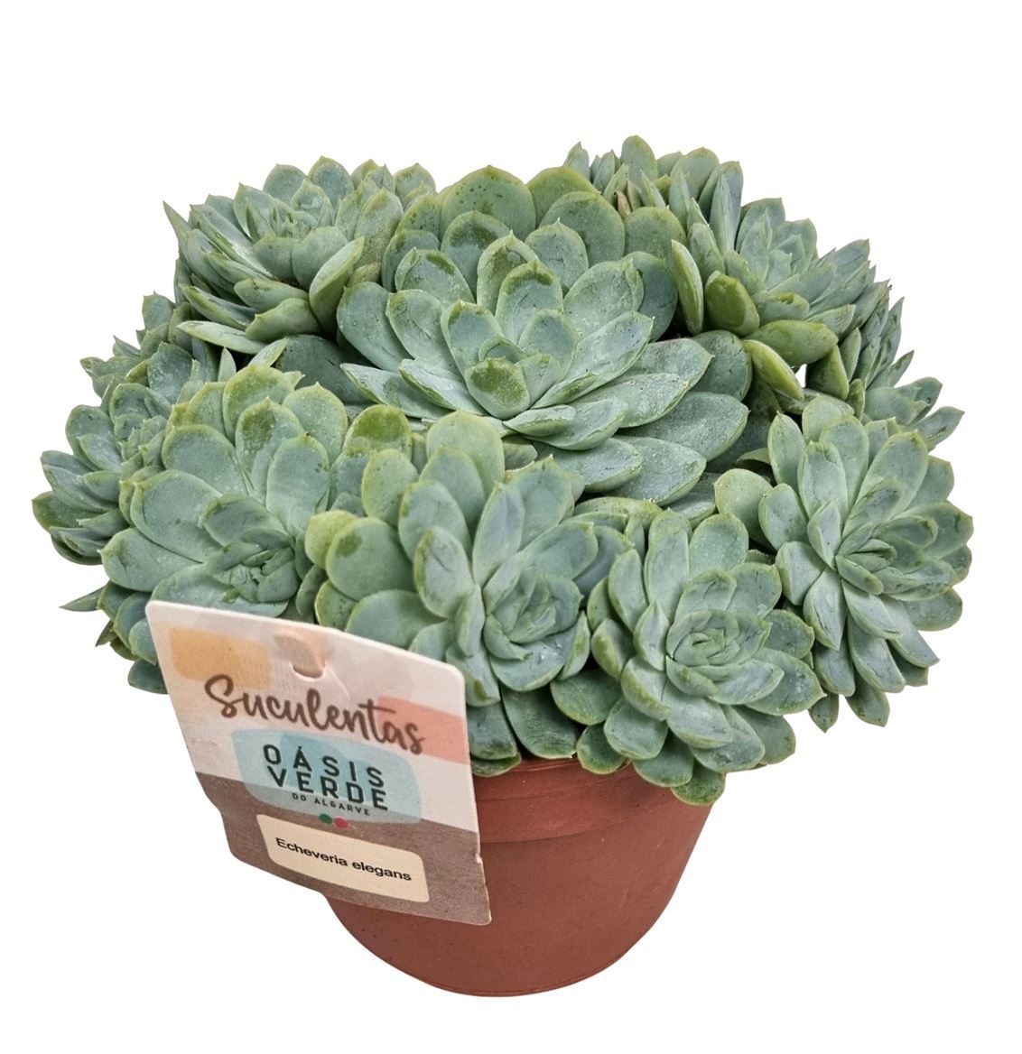 Echeveria Elegans - 1154, D 14