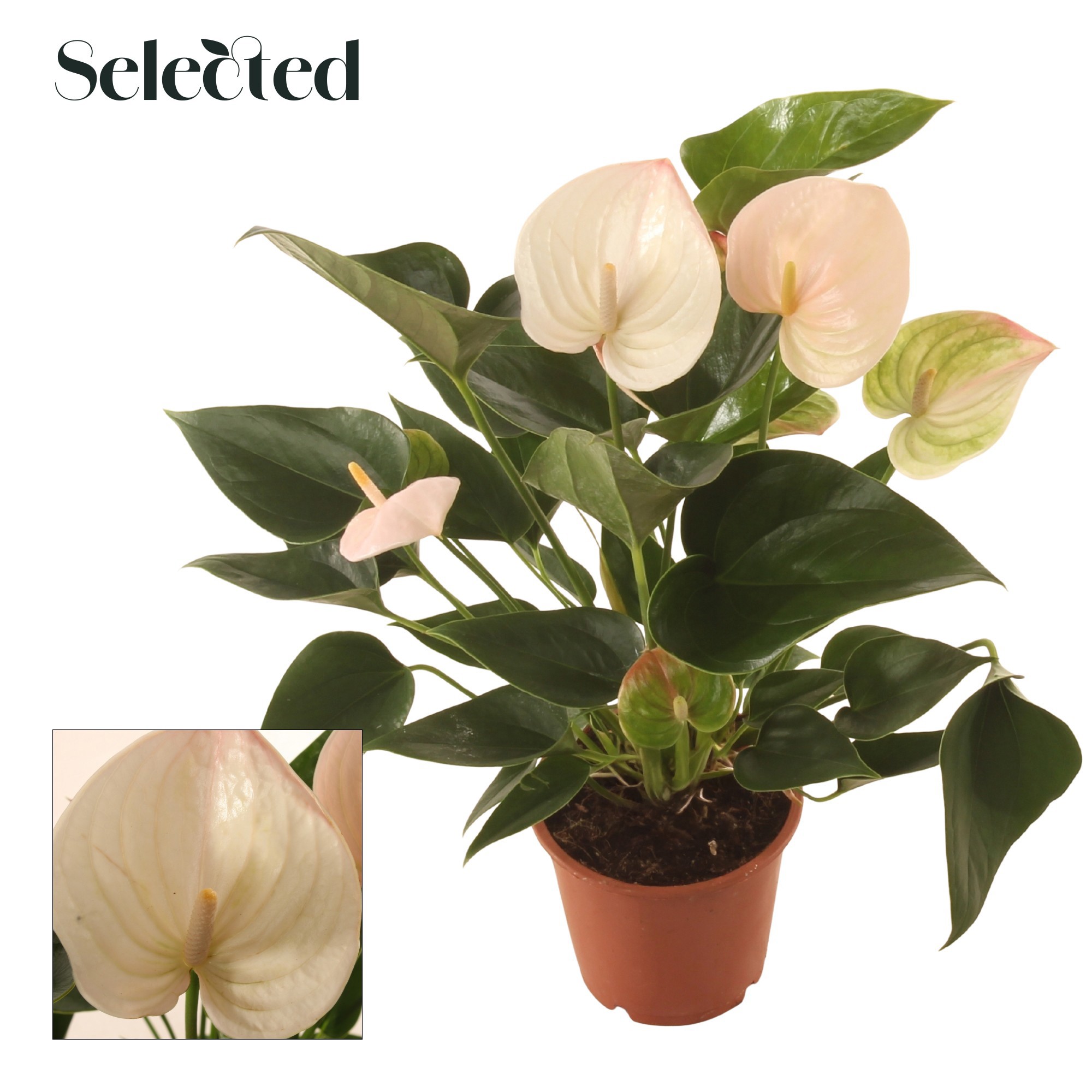 Anth. Fantasy Sprite P12 Selected, D 12