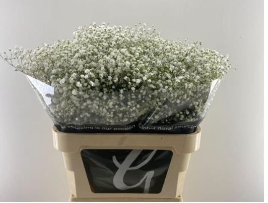 Гипсофила Космик 80, шт.