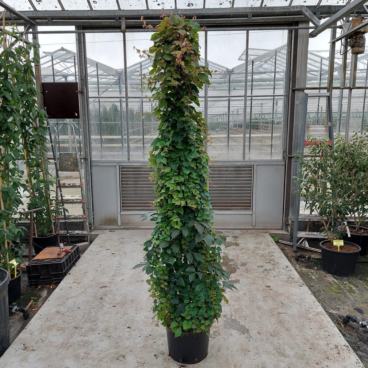 Parthenocissus tr. 'Veitch.Robusta', 3 stok, D 40