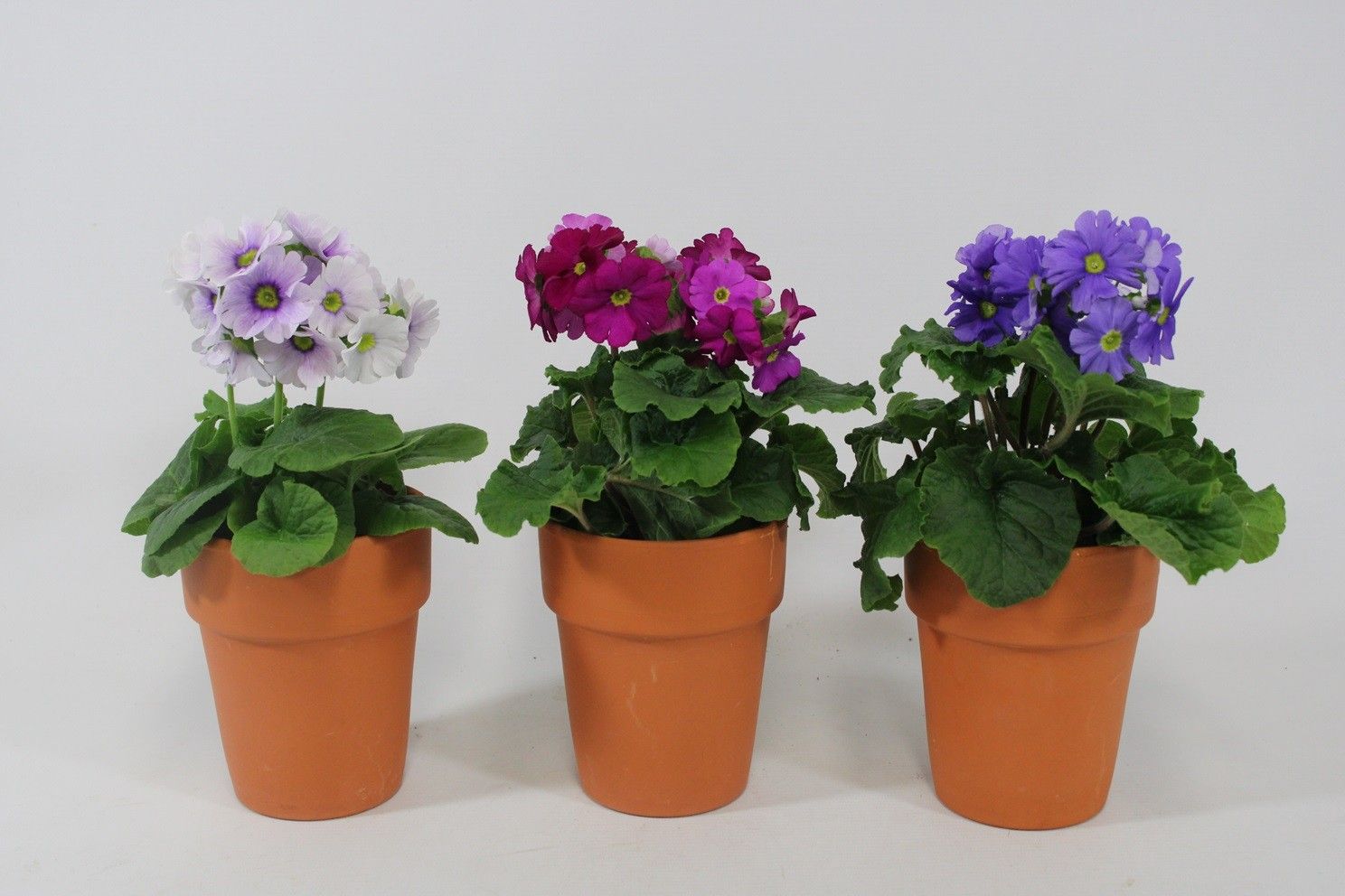 Primula obconica in terra cotta. Voorjaar, D 12