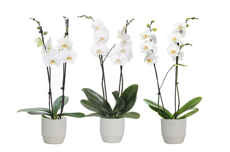 Tirza p12 vanille mix Phal white 2T14+, D 12