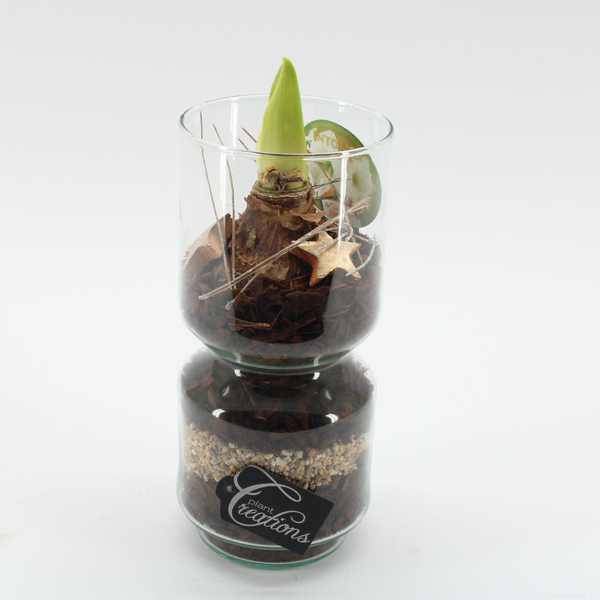 HICR-2536W Kerst Amaryllis, D 11 cm