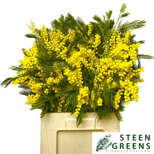 Мимоза Балеана за пучок 60, пуч.