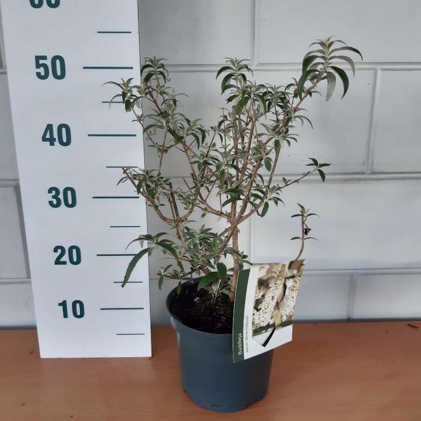 Buddleja dav. 'White Profusion', D 19 cm