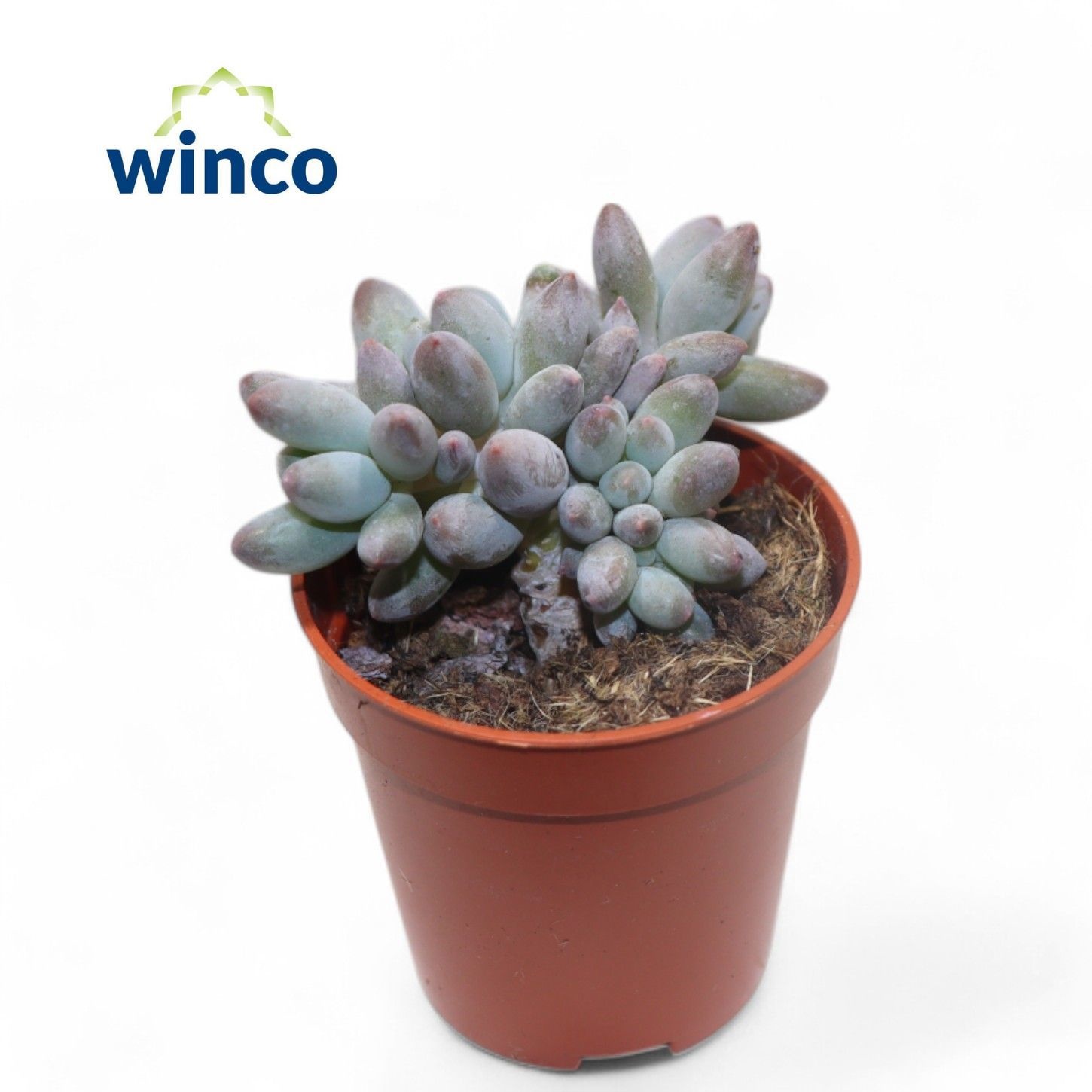 Pachyphytum Machucae, D 5,5