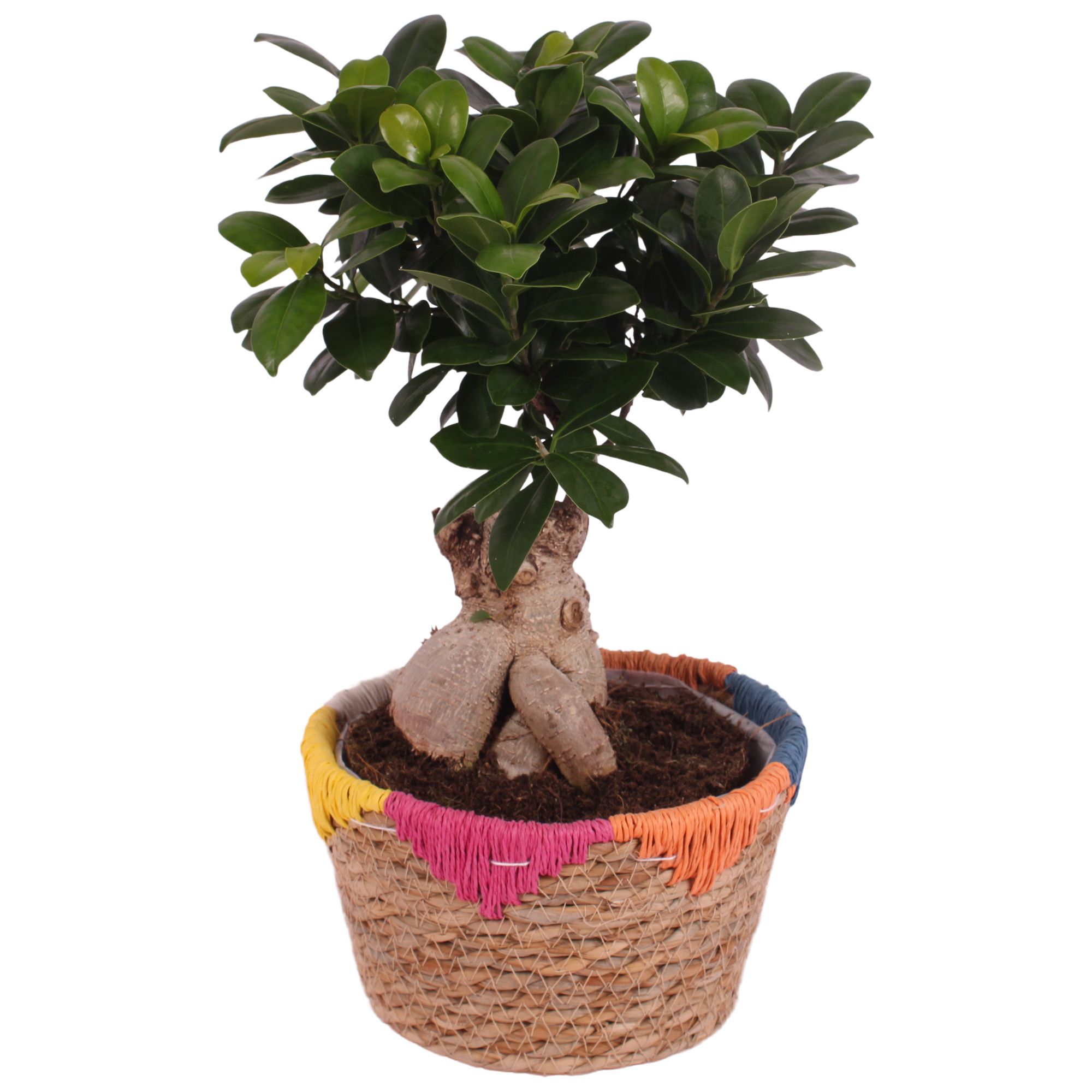 Ficus m. Ginseng Ball Shape Ø18cm in Ø20cm Rope Basket EV564, D 20