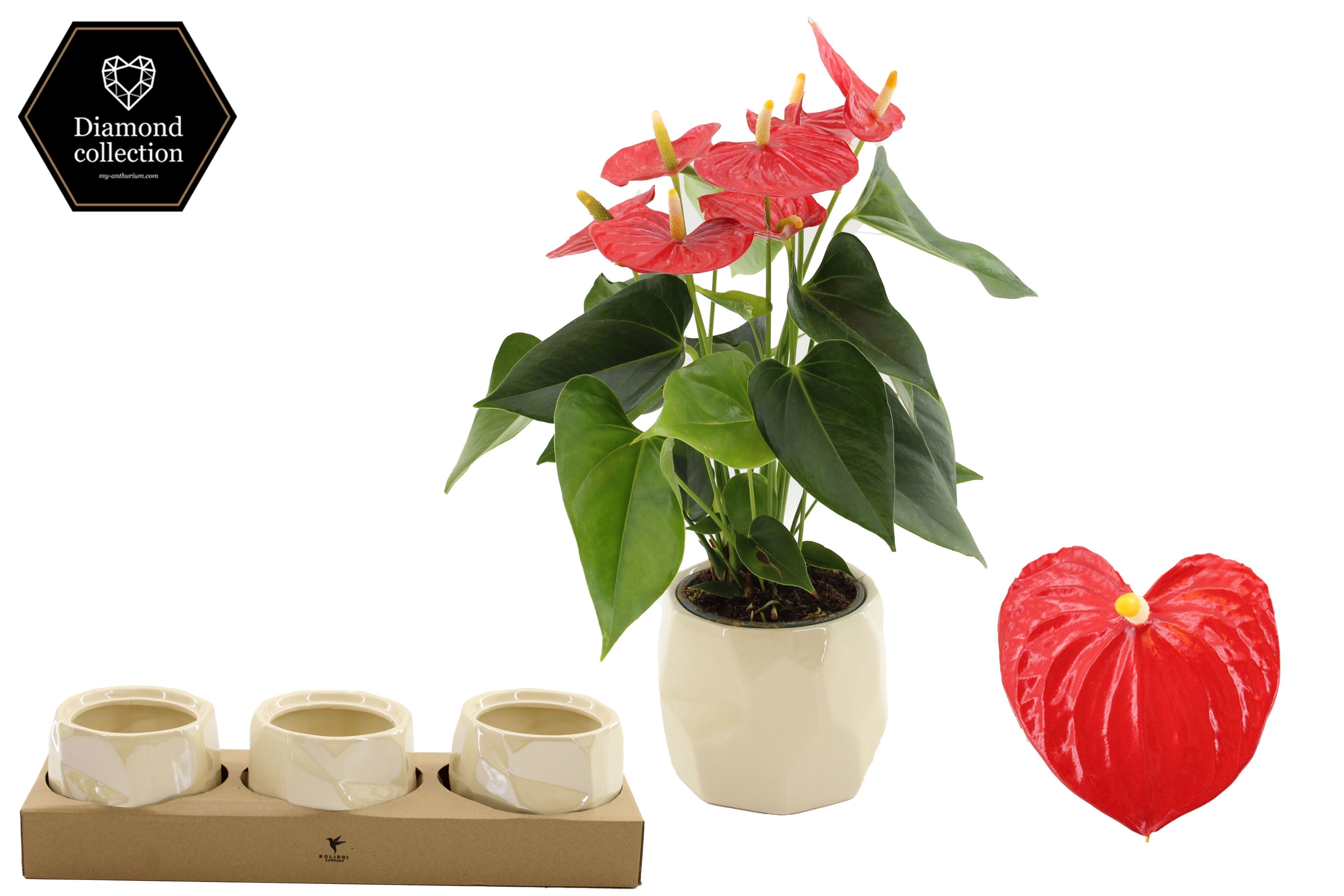 Anthurium 12 cm Esudo in Diamond Pearl 2 ceramics, D 12