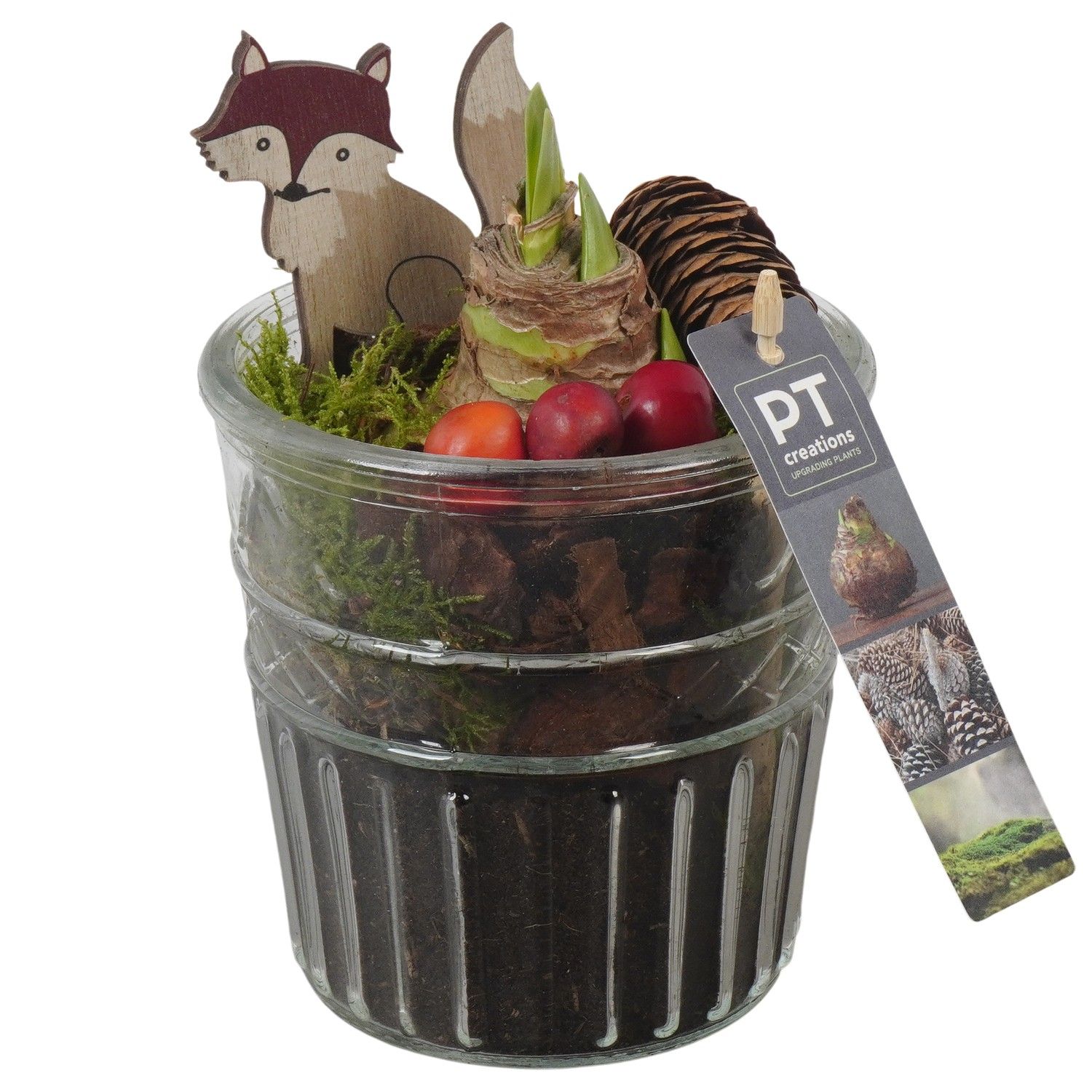 PTAA7583 Arrangement Amaryllis in glazen vaas, D 12 cm