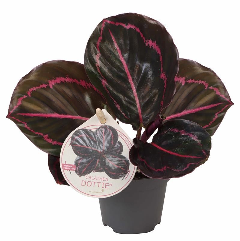 CALATHEA ROSEOPICTA 539406 Dottie, D 6 cm CALATHEA ROSEOPICTA 539406 Dottie, D 6 cm