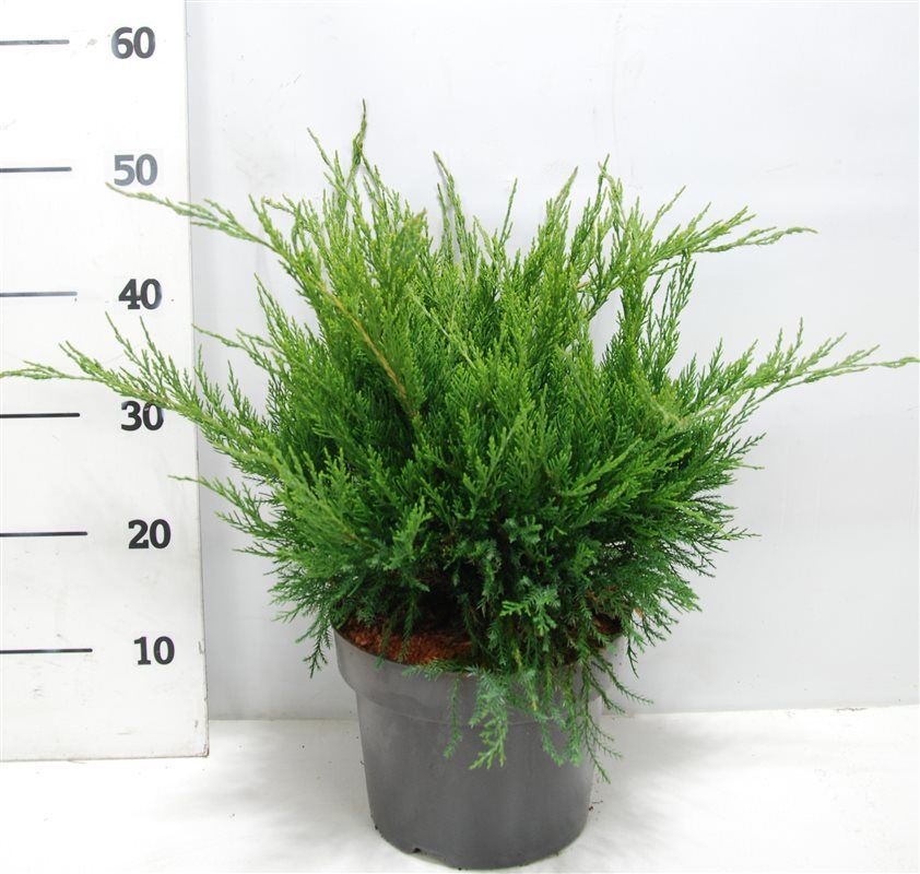 Juniperus pfitzeriana 'Mint Julep', D 23