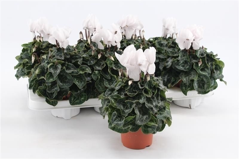 Cyclamen Macro White, D 10,5