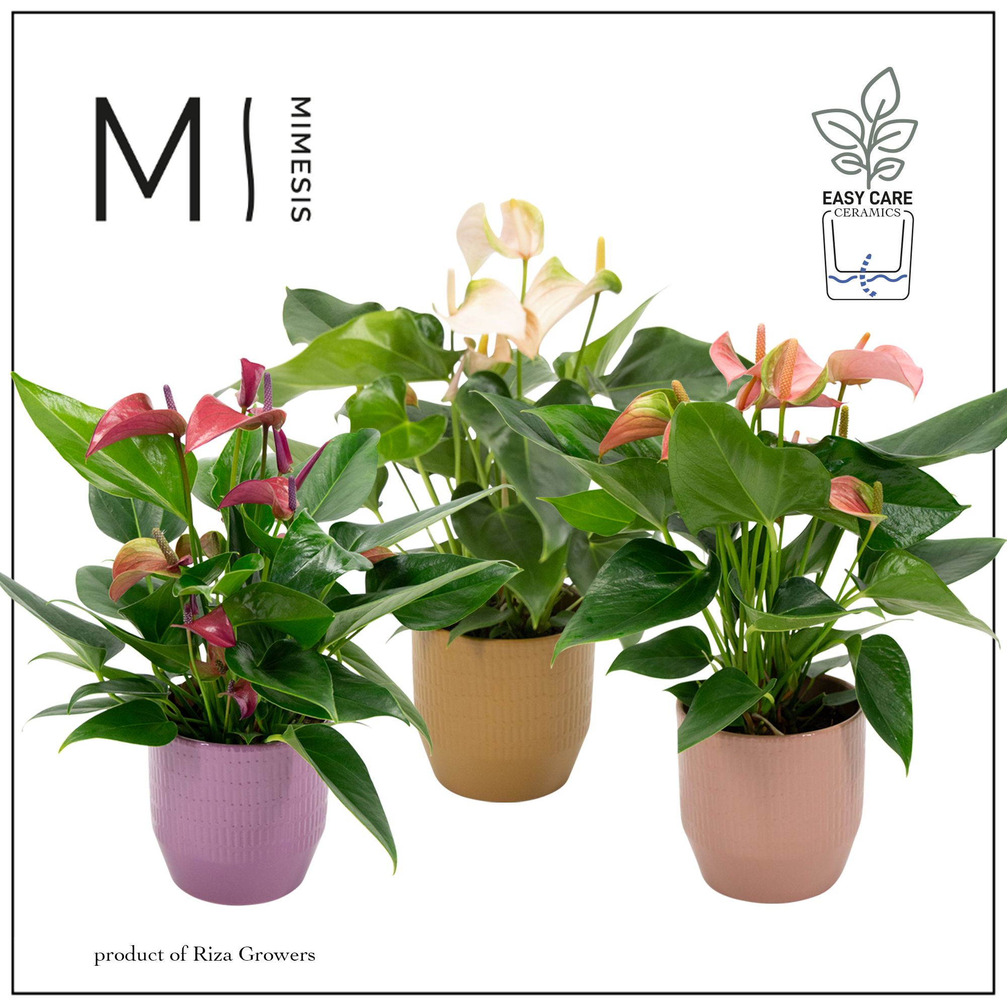 Anthurium - Karma Multiflora Mix | Waterreservoir, D 12