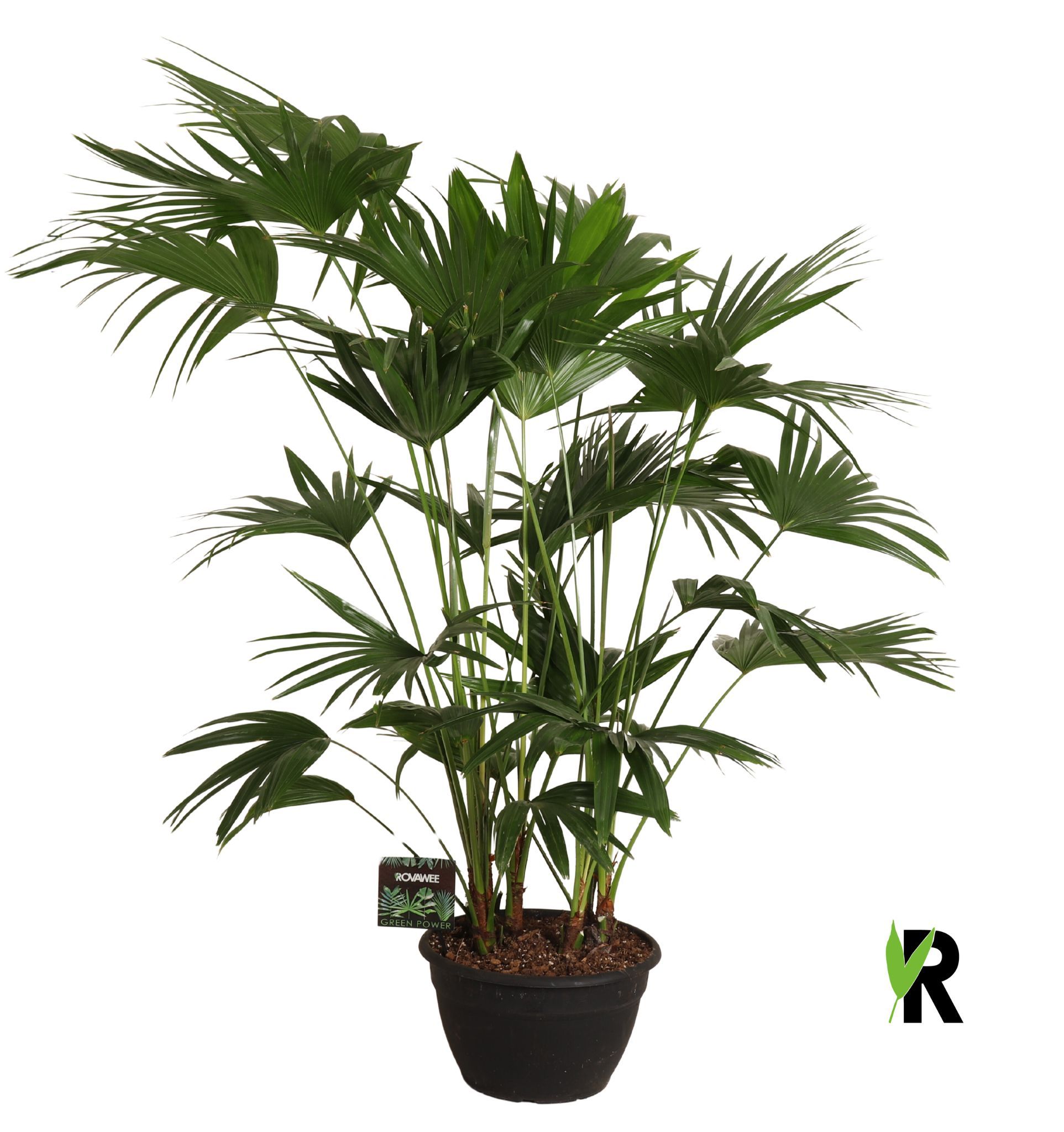 Livistona chinensis, D 35