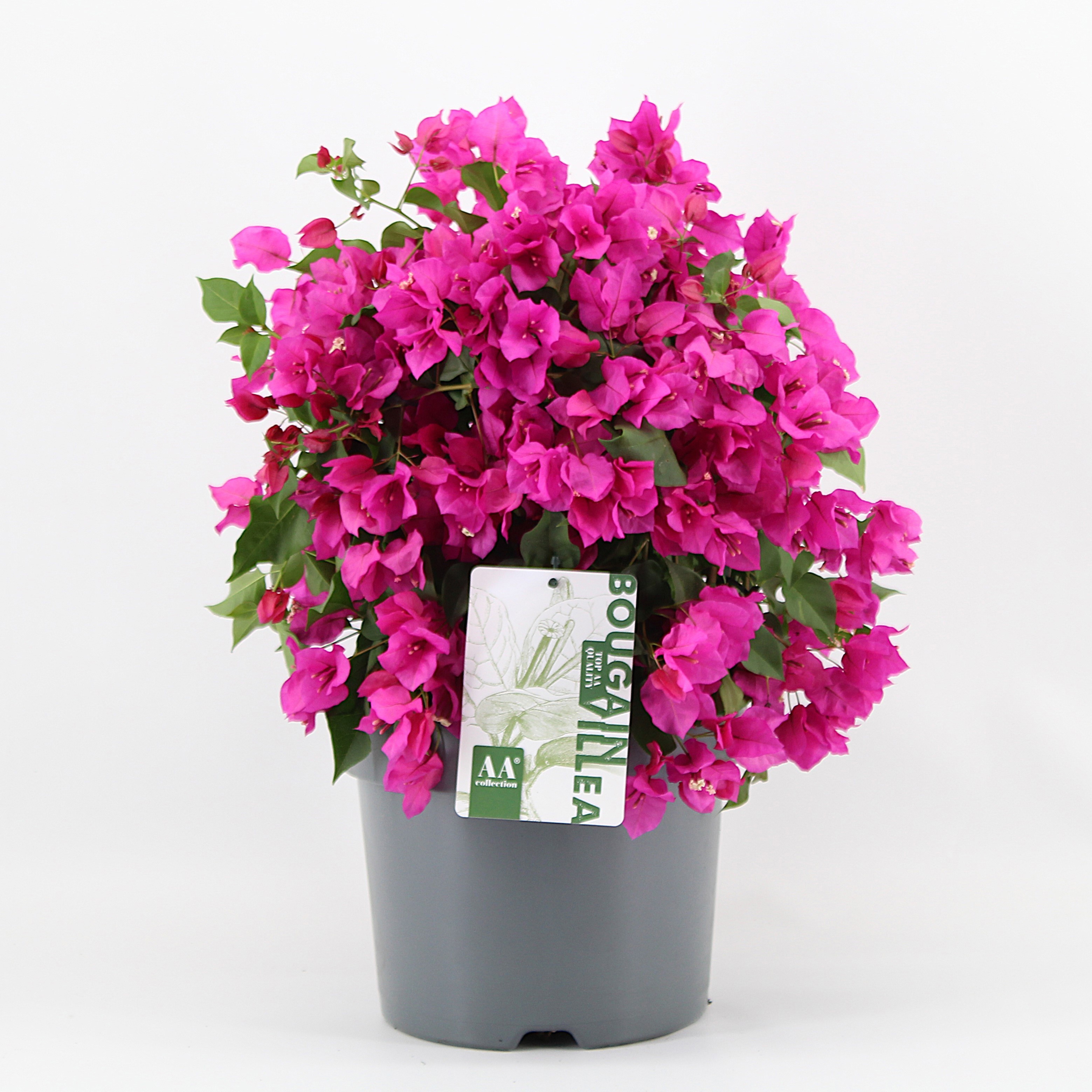 Bougainvillea 'Sanderiana' struik paars, D 26