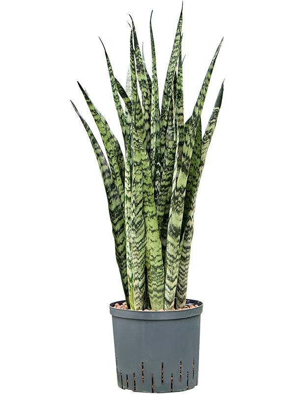 Sansevieria zeylanica, D 22