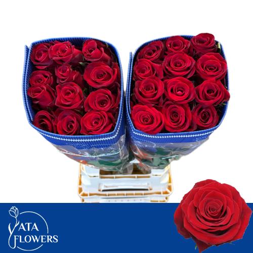 Роза од. Форчун 70, шт.