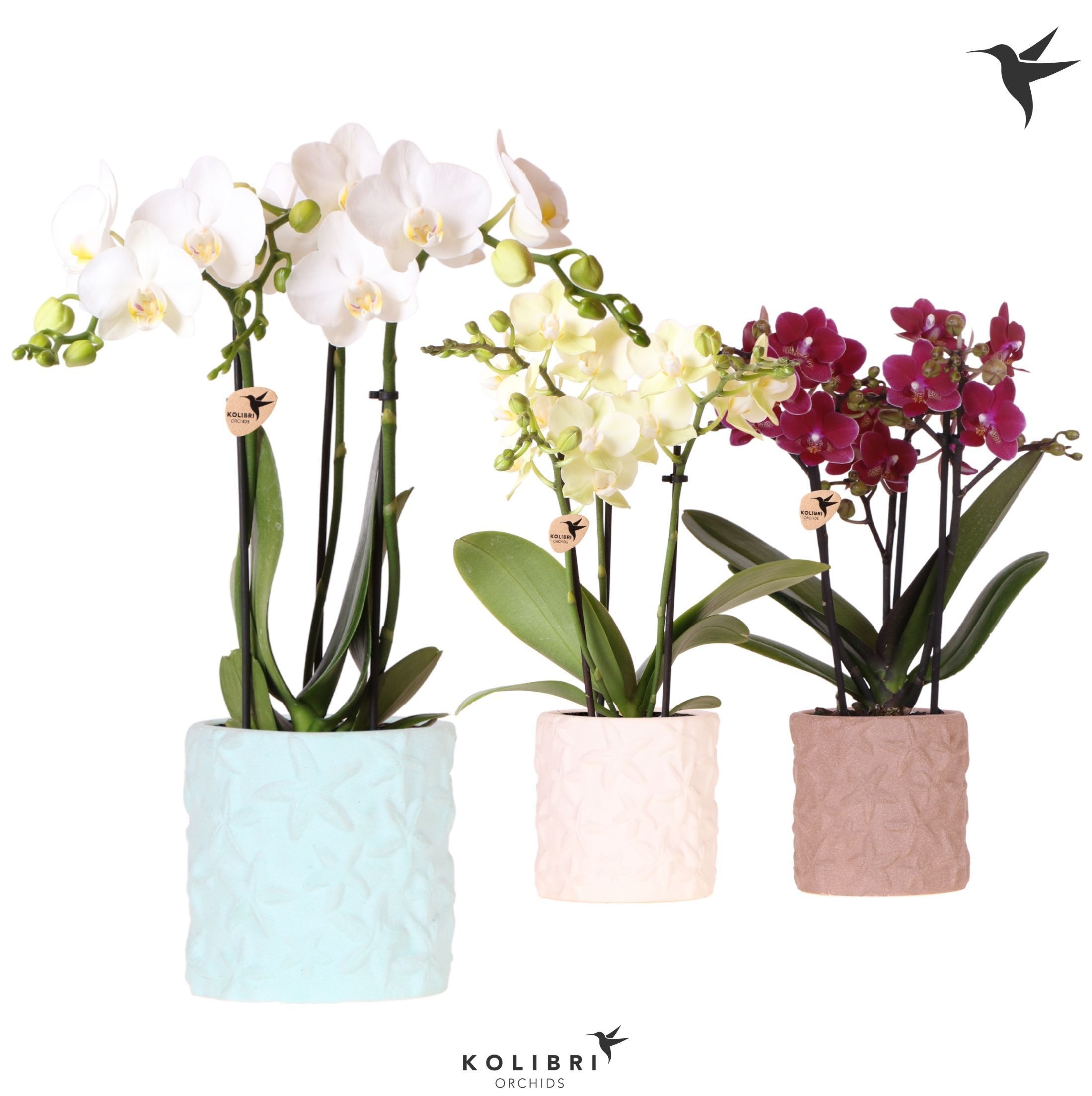Kolibri Orchids Phalaenopsis mix 3 spike in Star Fish pot mix, D 9