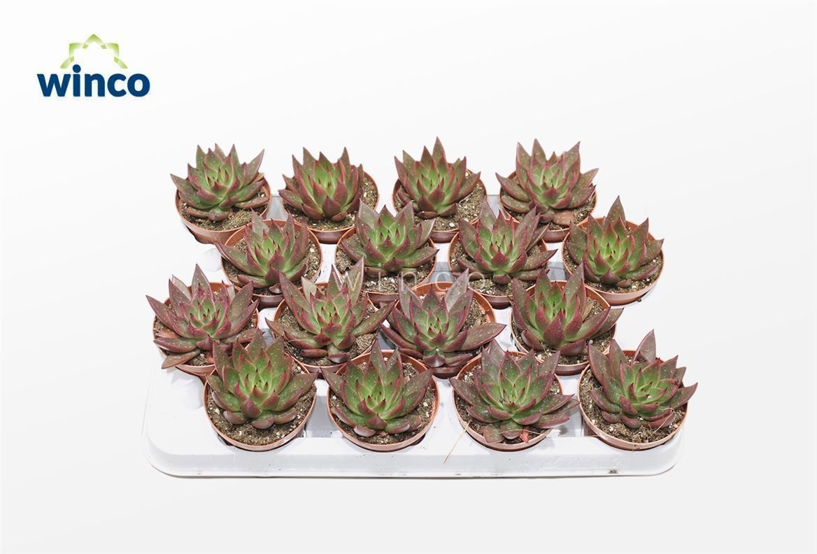 Echeveria Agavoides Red, D 8,5