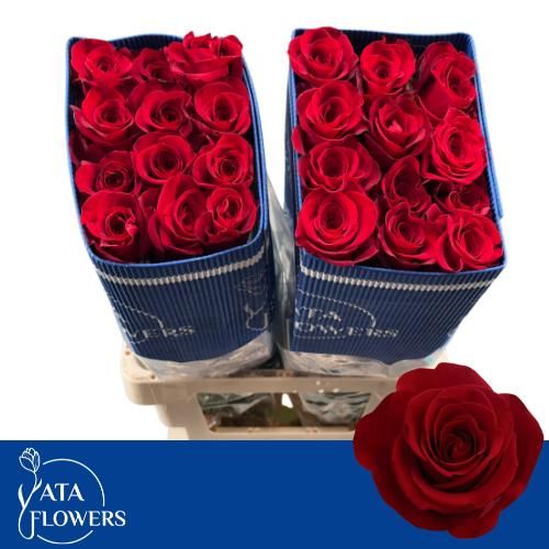 Роза од. Фридом 60, шт.