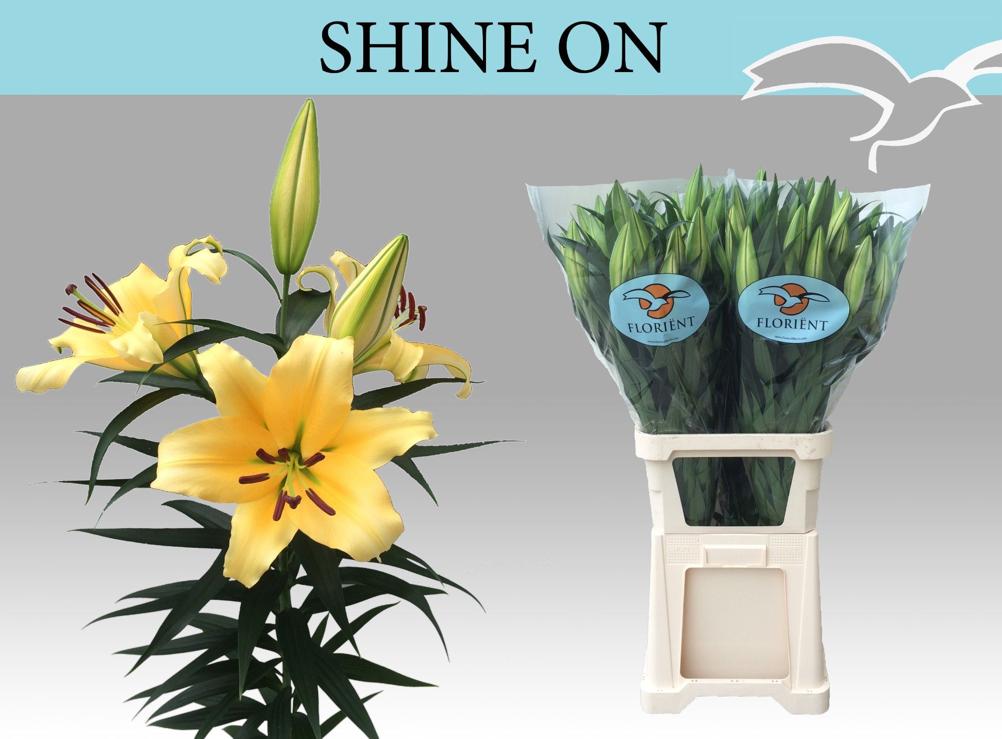 Лилия Шайн Он 100, шт.