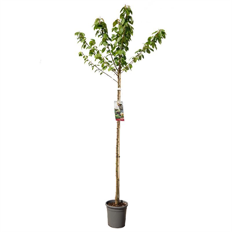 Prunus avium Kordia hoogstam VERS GEPOT, Donkerrode kers, D 31