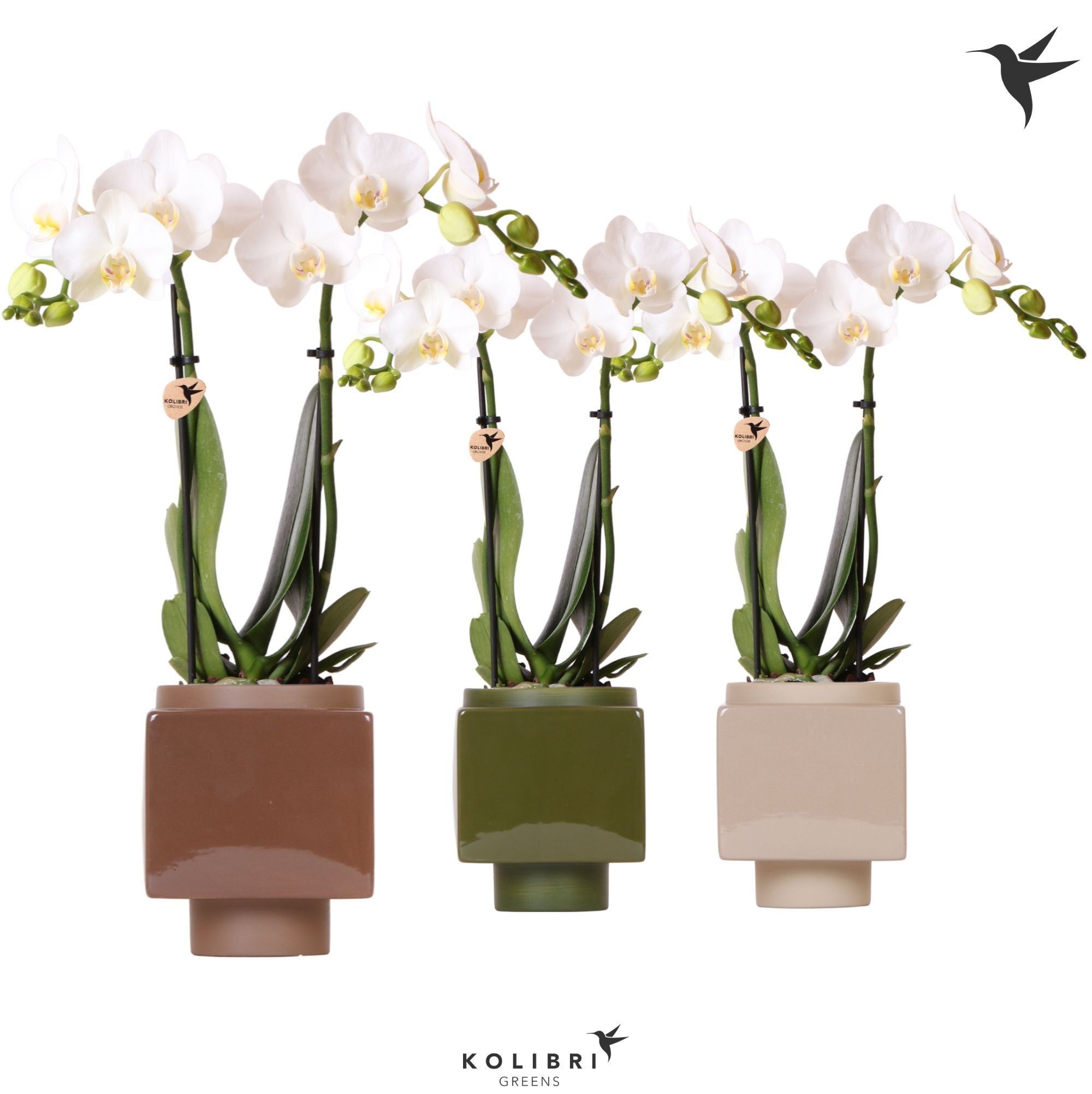 Kolibri Orchids Phalaenopsis white 2 spike in Cube pot mix, D 9